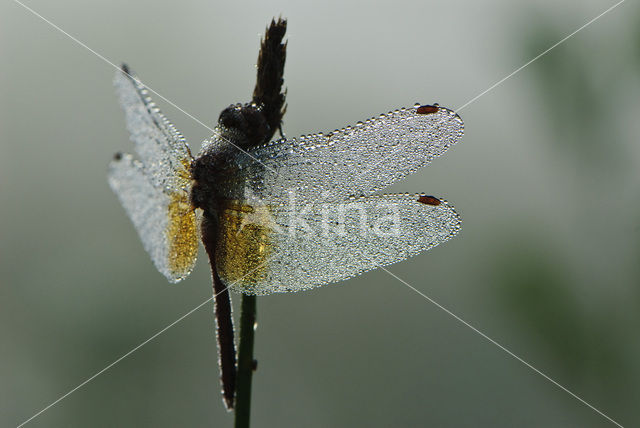 Yellow-winged Darter (Sympetrum flaveolum)