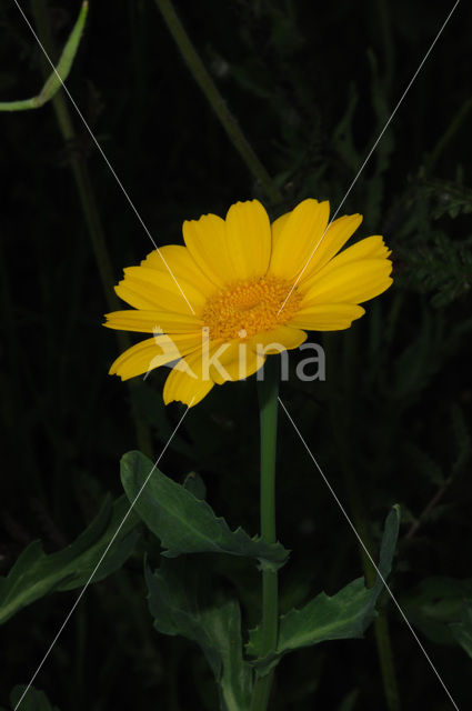 Gele ganzenbloem (Chrysanthemum segetum)