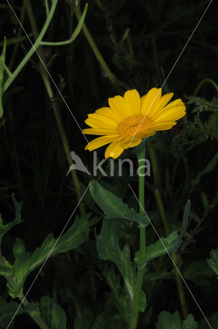 Corn Marigold (Chrysanthemum segetum)