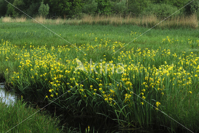 Gele lis (Iris pseudacorus)