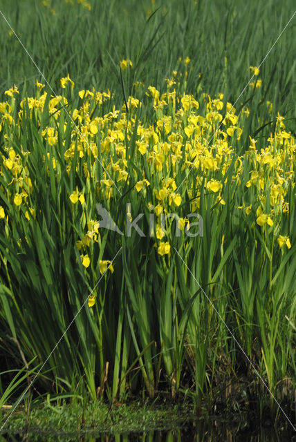 Gele lis (Iris pseudacorus)