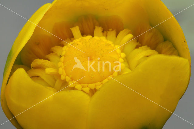 Gele plomp (Nuphar lutea)