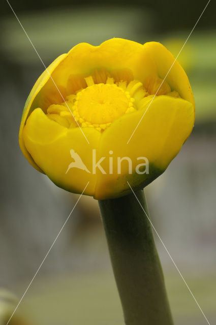 Gele plomp (Nuphar lutea)