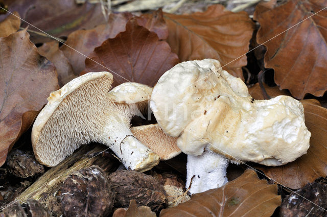 Gele stekelzwam (Hydnum repandum)