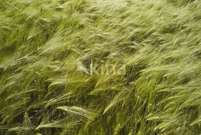 Six-row Barley (Hordeum vulgare)