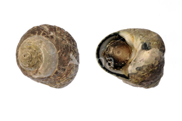 Pennant’s Top-shell (Gibbula pennanti)