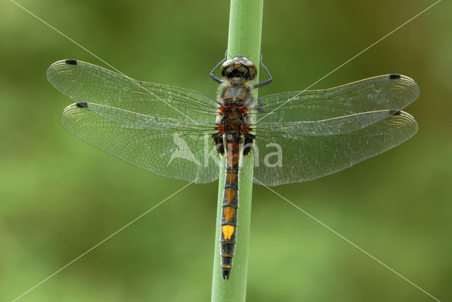 Gevlekte witsnuitlibel (Leucorrhinia pectoralis)