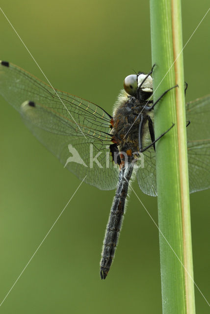 Gevlekte witsnuitlibel (Leucorrhinia pectoralis)