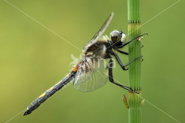 Large White-faced Darter (Leucorrhinia pectoralis)