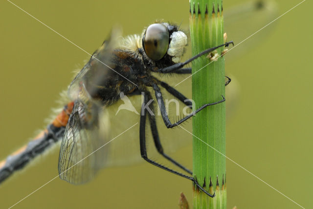 Gevlekte witsnuitlibel (Leucorrhinia pectoralis)