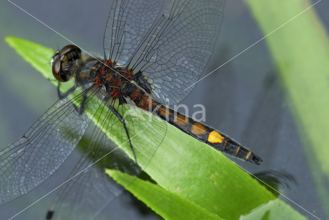 Gevlekte witsnuitlibel (Leucorrhinia pectoralis)