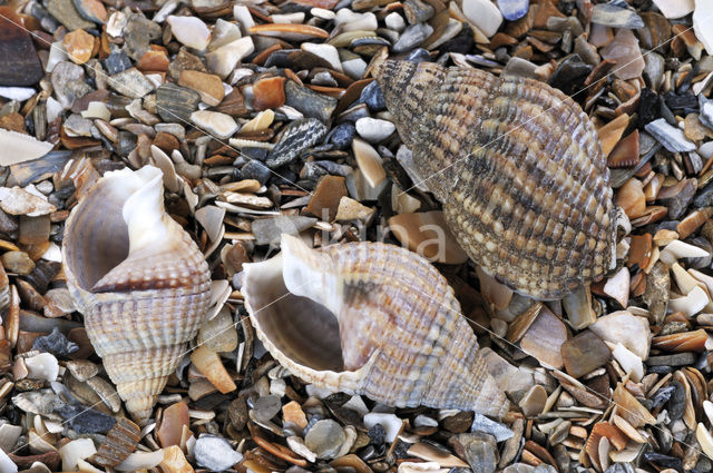 Netted Dog-whelk (Nassarius reticulatus)