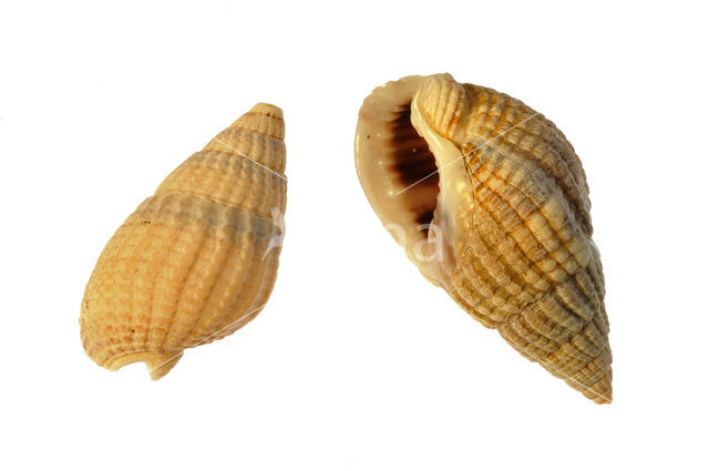 Netted Dog-whelk (Nassarius reticulatus)