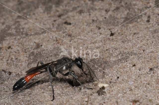 Gewone aardrupsendoder (Podalonia affinis)