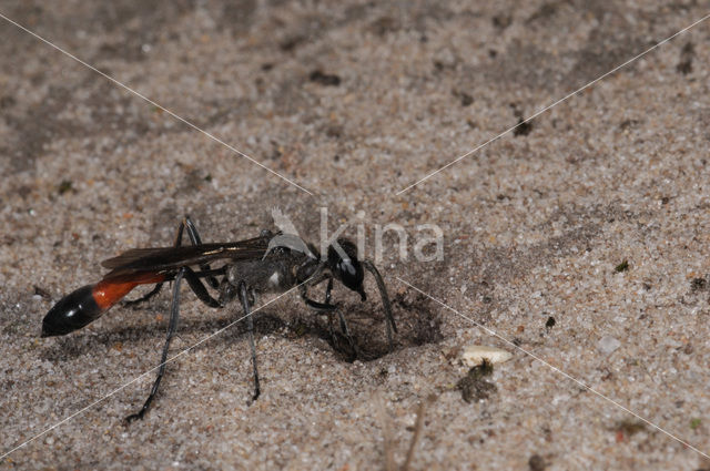 Gewone aardrupsendoder (Podalonia affinis)