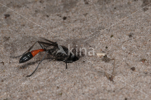 Gewone aardrupsendoder (Podalonia affinis)