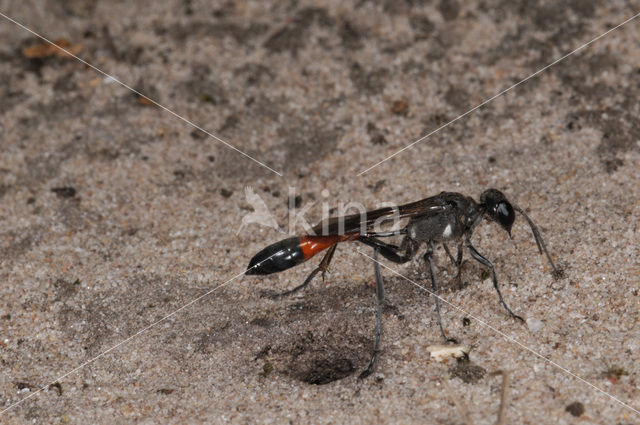 Gewone aardrupsendoder (Podalonia affinis)