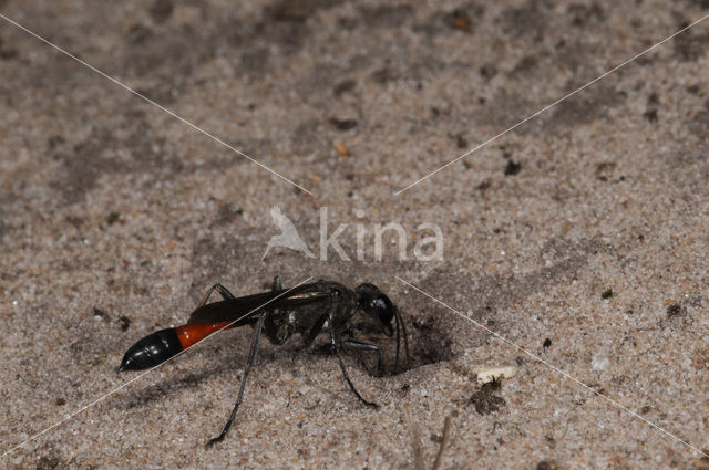 Gewone aardrupsendoder (Podalonia affinis)