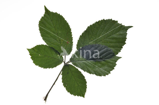 Gewone braam (Rubus fruticosus)