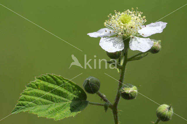 Gewone braam (Rubus fruticosus)