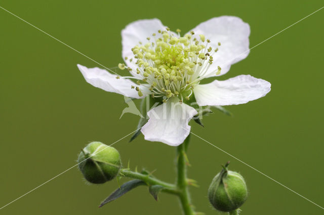 Gewone braam (Rubus fruticosus)