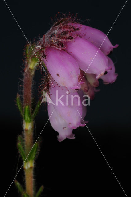 Cross-leaved Heather (Erica tetralix)