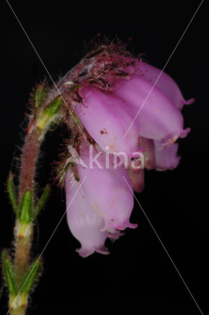 Cross-leaved Heather (Erica tetralix)