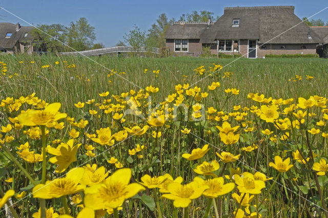 Gewone dotterbloem (Caltha palustris ssp. palustris)