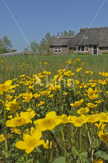 Marsh Marigold (Caltha palustris ssp. palustris)