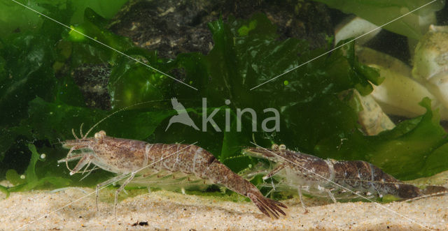 Common shrimp (Crangon crangon)