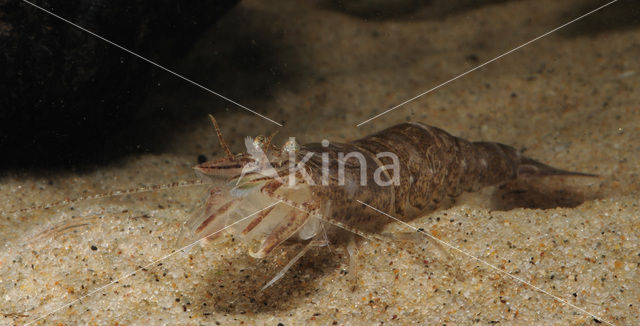 Common shrimp (Crangon crangon)