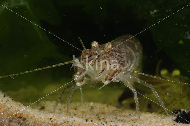 Common shrimp (Crangon crangon)