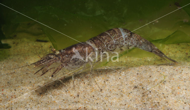 Common shrimp (Crangon crangon)