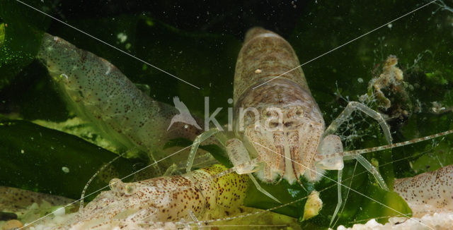 Common shrimp (Crangon crangon)