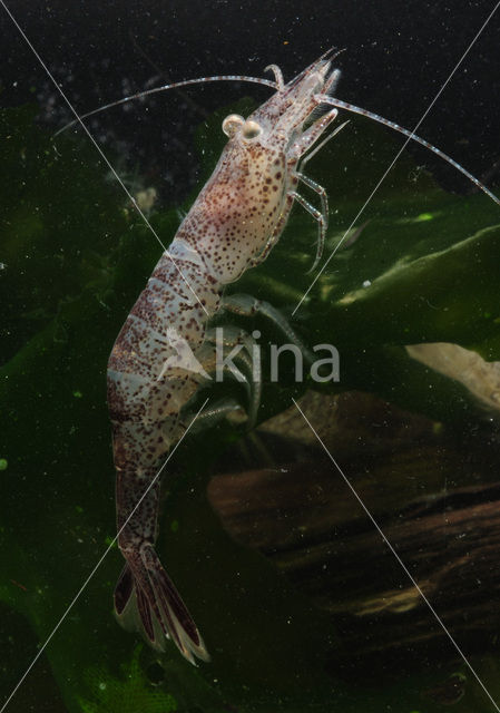 Common shrimp (Crangon crangon)