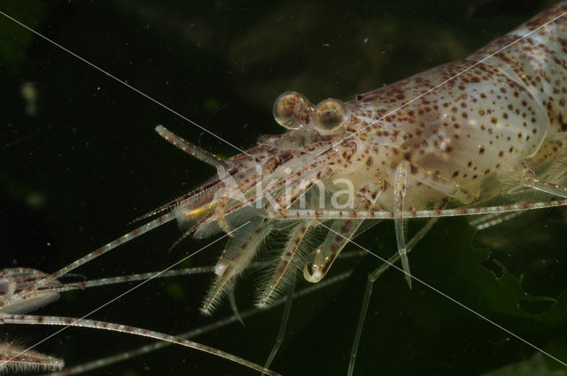 Common shrimp (Crangon crangon)