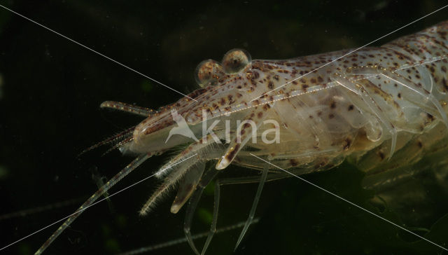 Common shrimp (Crangon crangon)
