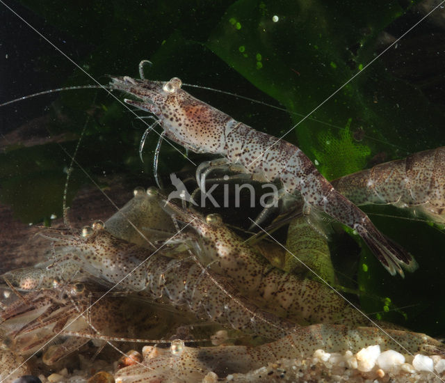 Common shrimp (Crangon crangon)
