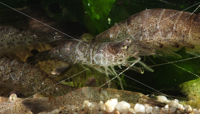 Common shrimp (Crangon crangon)