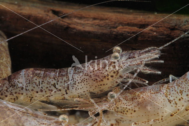 Common shrimp (Crangon crangon)