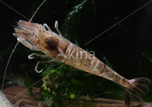 Common shrimp (Crangon crangon)