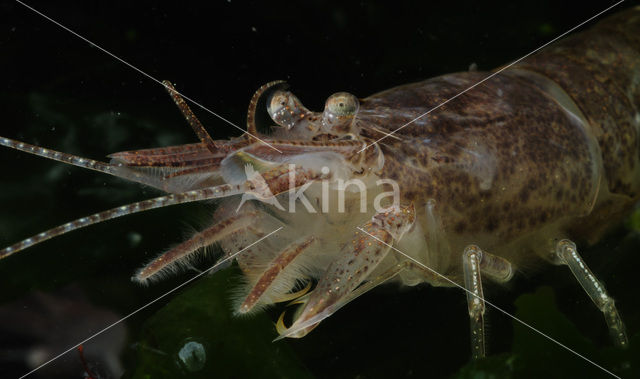 Common shrimp (Crangon crangon)