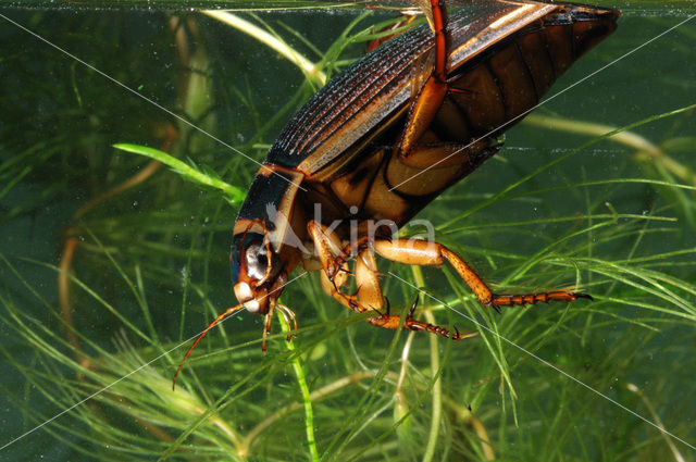 Great Diving Beetle (Dytiscus marginalis)