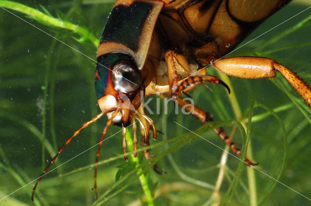 Great Diving Beetle (Dytiscus marginalis)