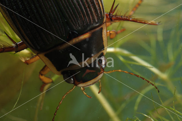 Great Diving Beetle (Dytiscus marginalis)