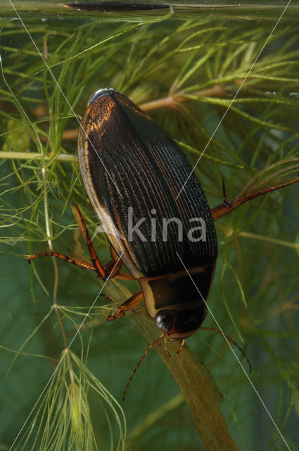 Great Diving Beetle (Dytiscus marginalis)