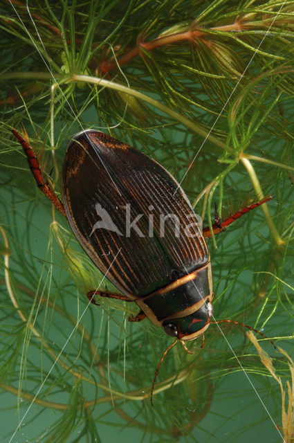 Great Diving Beetle (Dytiscus marginalis)