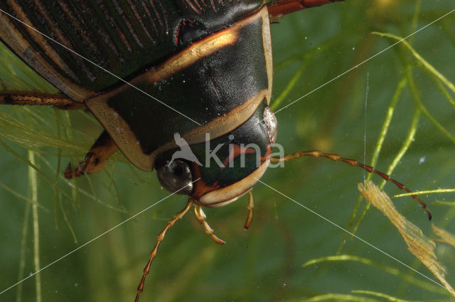 Great Diving Beetle (Dytiscus marginalis)