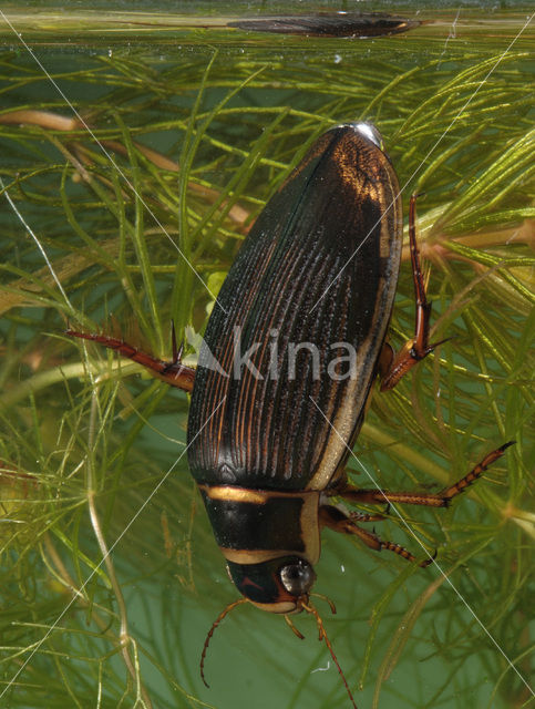 Great Diving Beetle (Dytiscus marginalis)