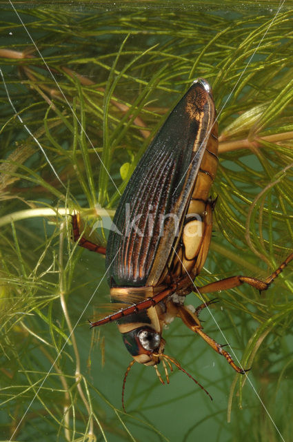 Great Diving Beetle (Dytiscus marginalis)